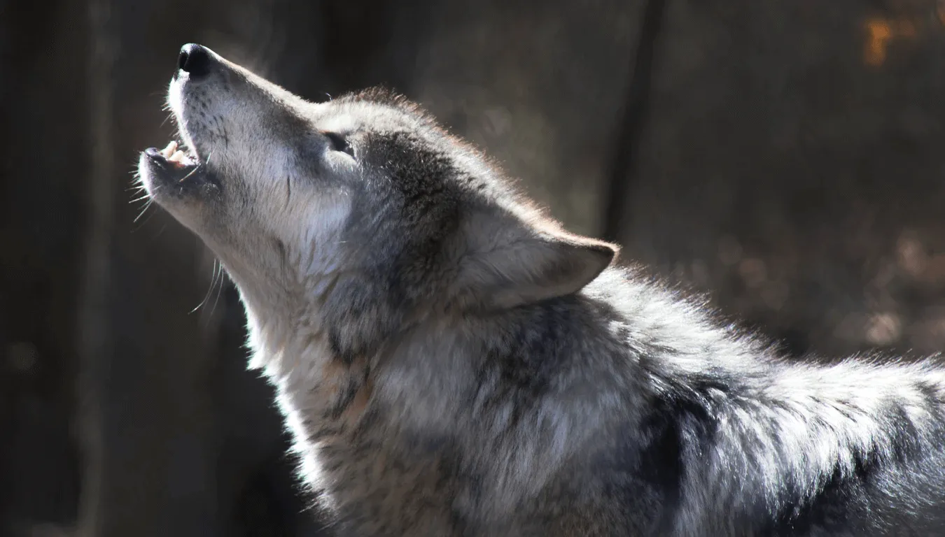 wolf home page